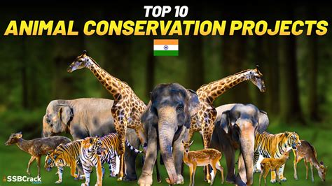 Top 10 Animal Conservation Projects In India [MUST WATCH]