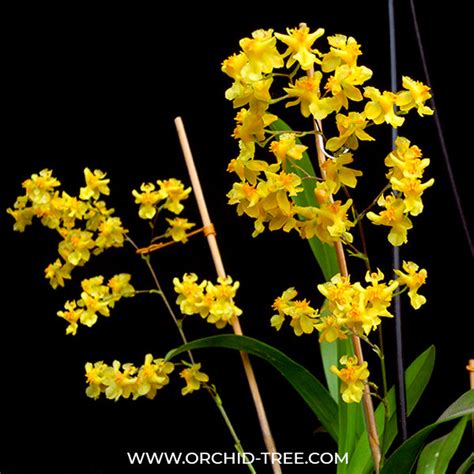 Orchid-tree | Premium Quality Orchids Plants Online India – Orchid-Tree