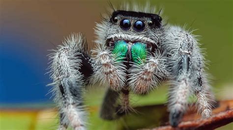 Do Spiders Have Emotions? Can They Feel Happiness? - A-Z Animals