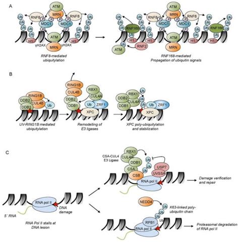 Regulation of DNA Repair Mechanisms: How the Chromatin Environment ...