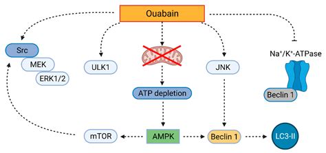 Cardiac Glycosides as Autophagy Modulators