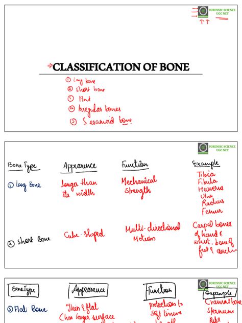 Image result for Human Bones Classification and Exaplain There Functions