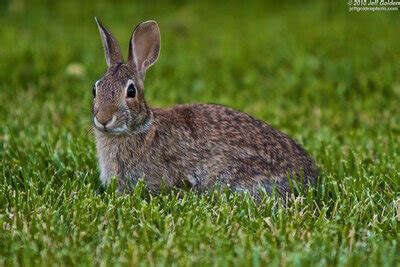 Image result for Rabbit Hunting without Dogs