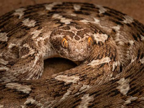 Stealth and venom: 7 largest snakes in the world | The Times of India