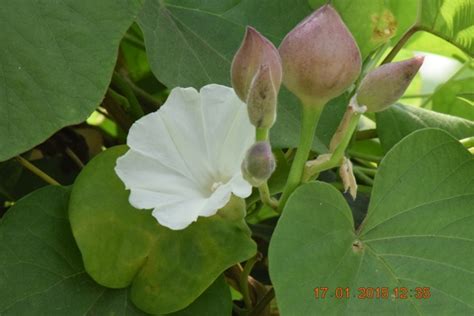 Melghat Plant Data Bank - Flora