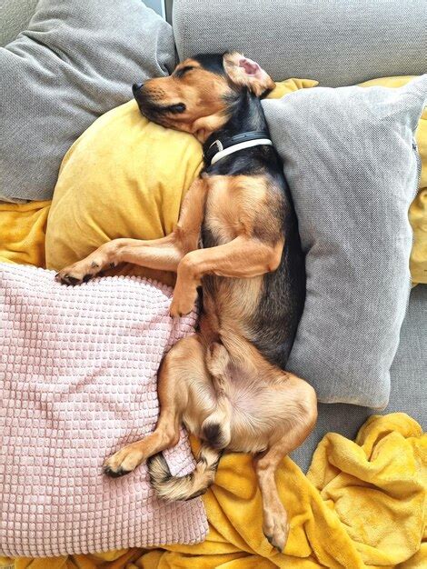 High angle view of dog sleeping on sofa | Premium Photo