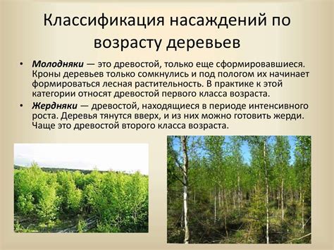 Происхождение, форма и состав насаждения. Возраст насаждения. Классы ...