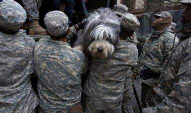Pets are the focus of some Hurricane Sandy rescue, cleanup volunteers ...