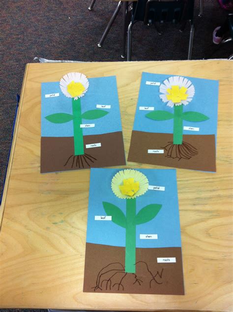 Flower activity to label parts of a plant. Flower is cupcake liner ...