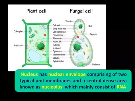 Lecture 7 General Characters of fungi - Vegetative structures (1).pptx