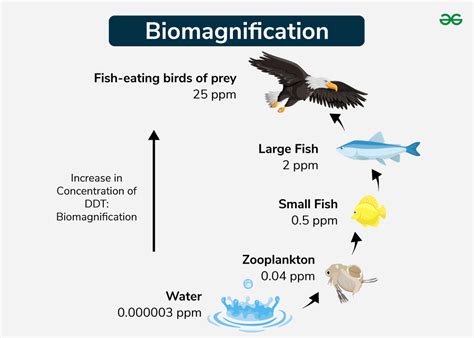 Biomagnification 的图像结果