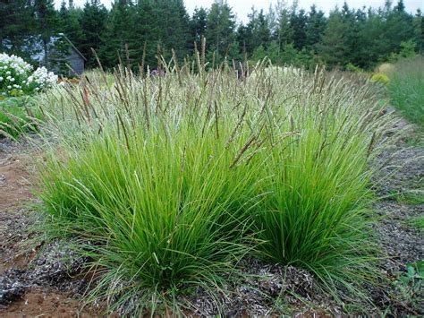 Seslaria autumnalis | Front yard garden, Ornamental grasses, Outdoor ...