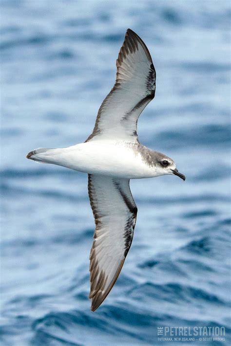 Image result for Petrel Features