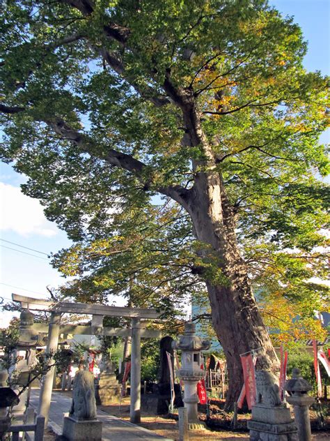 How to Grow: Japanese Zelkova - growing Japanese zelkova trees