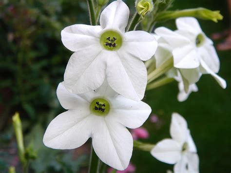 Nicotiana alata