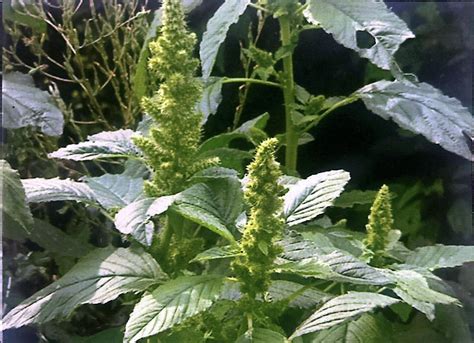 A quick guide to growing kulitis, a.k.a. Amaranth - Manila Standard