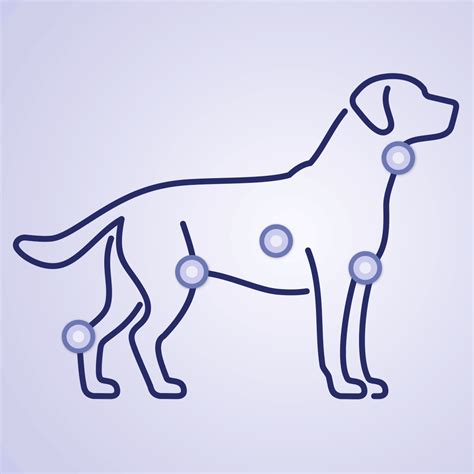 Your Complete Guide To Lymph Nodes in Dogs | ElleVet Sciences