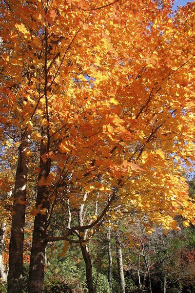 Flame of Aspiration, spiritual meaning of flower, The Mother