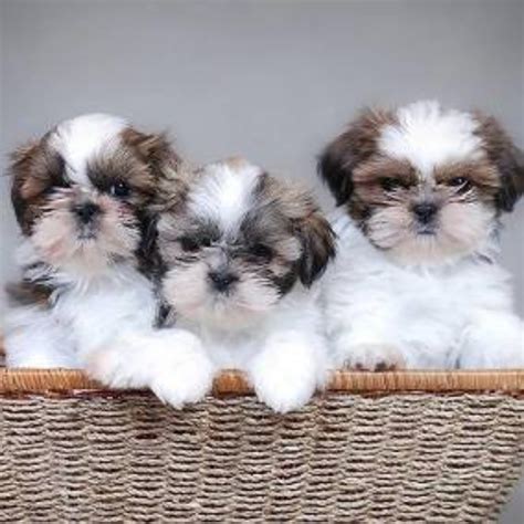 Shih Tzu vs Askal - Breed Comparison | MyDogBreeds