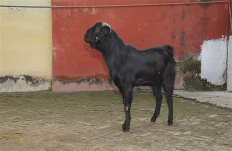 Official Website: ICAR-IVRI Izatnagar