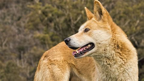 The Dingo Dog Breed » Everything About Dingos