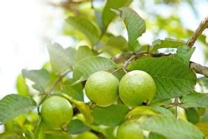 EliteGreen Guava Plant Price in India - Buy EliteGreen Guava Plant ...