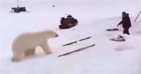Video Of Man Fighting Off Polar Bears Goes Viral