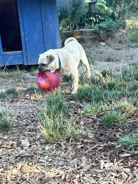 Pork Chop – Church of Pug