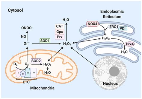 Effect of Reactive Oxygen Species on the Endoplasmic Reticulum and ...