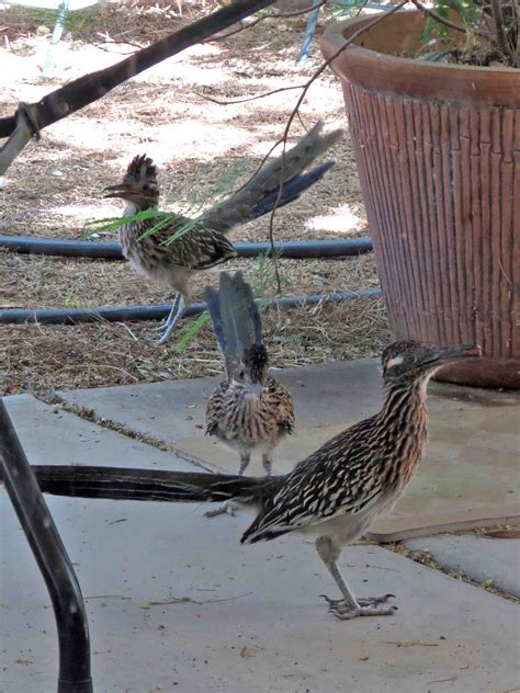 Road Runner Run 的图像结果