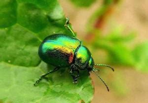 Image result for SDK for JavaScript