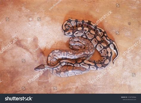 Image result for Python Temple Minecraft