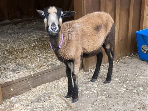 Small Animal Adventure Walk-Thru - Varysburg, NY - Hidden Valley Animal ...