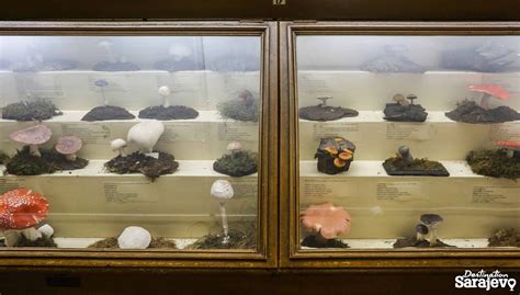 Macrofungi (Macromycetes) - Destination Sarajevo