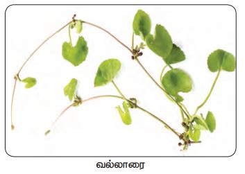 தண்டின் மாற்றுருக்கள் - தாவரங்களின் இனப்பெருக்கம் மற்றும் மாற்றுருக்கள் ...