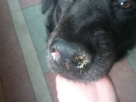 我家狗流鼻涕右鼻孔这样了，是普通的感冒还是狗瘟？！_百度知道