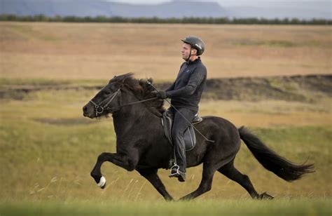 The five gaits of the Icelandic horse