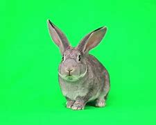 Image result for Rabbit Eat Flowers