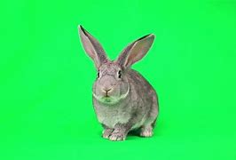 Image result for Baby Rabbit Art