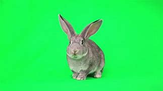 Image result for Baby Cottontail Rabbit