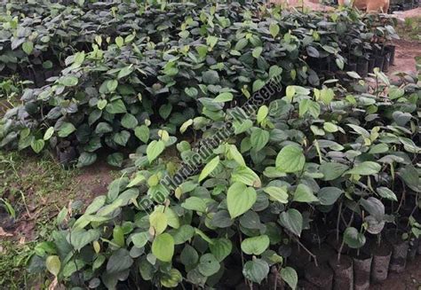 Black Pepper Plant Manufacturer, Supplier from Hojai