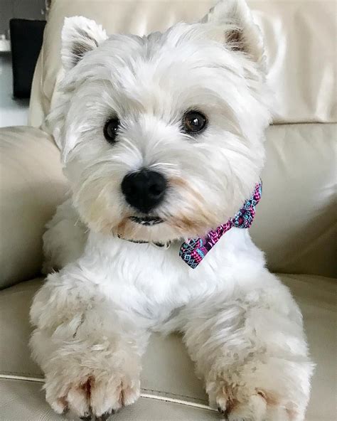 Jazzy the Westie. | Cute white puppies, Westies, Westie dogs