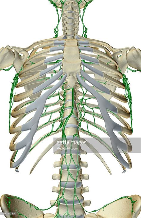 Image result for Lymph Trunk Function