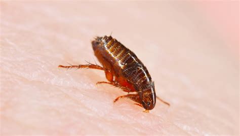 Best Wood Floors And Fleas You’ll Love