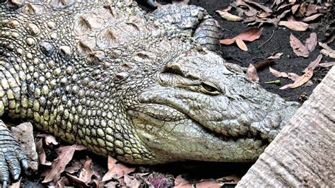 Reptile Park (Parc des Reptiles) (Bujumbura) - 2021 What to Know Before ...