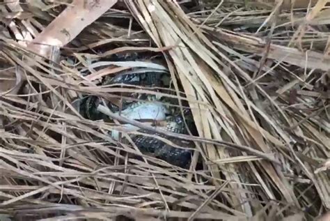 Image result for Python Catcher