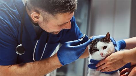 Pascal LE BARS – My Veto – Vétérinaire France