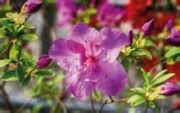 Il mio giardino - Le piante che puliscono l'aria di casa - Sotto le querce