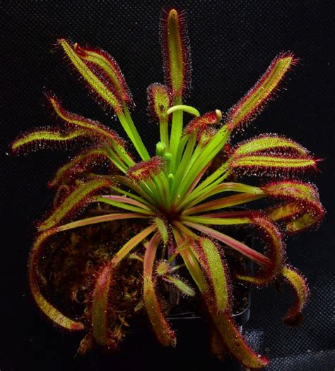 50 drosera capensis cape sundew seeds fresh harvest 2022 open ...