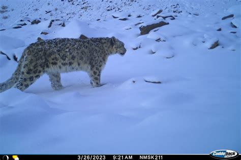 Running Into Snow Leopards At Rudragaira | Nature inFocus
